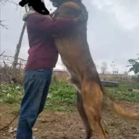 سگ سرابی غول