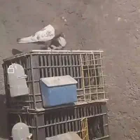 جفتگاه فروشی