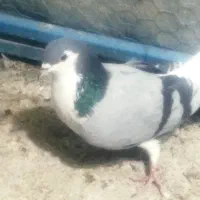 دو عدد نر واز|پرنده|خمینیشهر, |دیوار