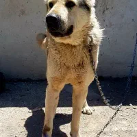 سگ گله نر