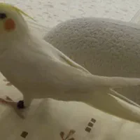 پرنده گم شده حوالی شهرک نور و شهر فرهنگیان