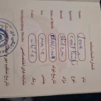 دوعدد سگ  نر و ماده  شیتزو و پامر|سگ|ورامین, ورامین|دیوار