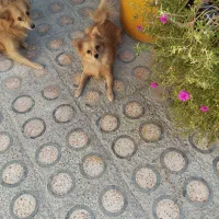 سگ آشپز پامر