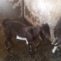 کره نر رشتی|حیوانات مزرعه|نرماشیر, |دیوار