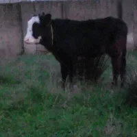 سلام یک عدد لیشه چالوسی|حیوانات مزرعه|خشکبیجار, |دیوار