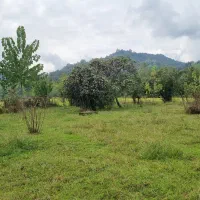 زمین ۴۰۰ متری مسکونی جاده ماسوله ویوو ابدی