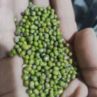 ماش بذری