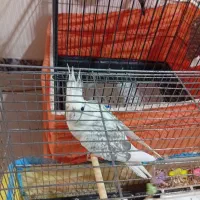 عروس هلندی نر و ماده|پرنده|کرج, اسلامآباد|دیوار