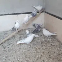 10تاکفتر غریبگیری ماده سرور|پرنده|قرچک, مهدیه|دیوار