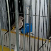 پرنده سهره|پرنده|شاهینشهر, مسکن مهر|دیوار