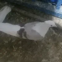 فروش کفتر کبوتر|پرنده|دورود, |دیوار