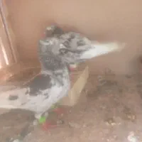 یک جفت کوهی دمسفید شرط تخم جوجه