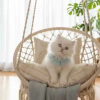 گربه