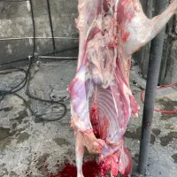 بره کشتاری همراه قصاب|حیوانات مزرعه|خمین, |دیوار