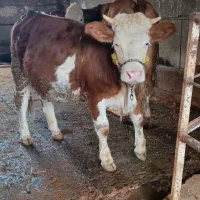 گاو تلیسه آبستن سیمینتال