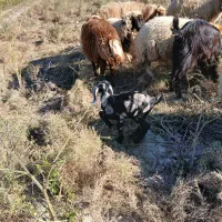 میش ورک|حیوانات مزرعه|دره شهر, |دیوار