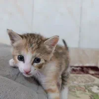 واگذاری گربه