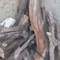 خریدوبرش انواع درختان باغی شما