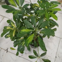 بنجامین ،اریکا|گل و گیاه طبیعی|یزد, |دیوار