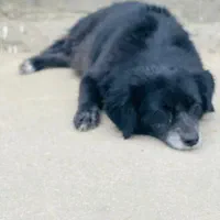 سگ فروشی پامر