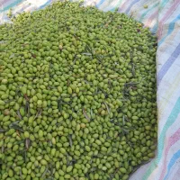 معاوضه زیتون شکسه با برنج