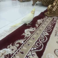 عروس هلندی