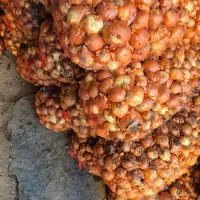 یک‌تن‌نیم‌پیاز‌برای فروش‌داریم