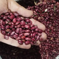 لوبیاقرمز خوشپخت