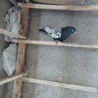 کبوتر رنگی بازی دار|پرنده|ملکان, |دیوار