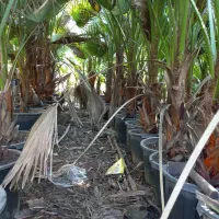 فروش تعداد محدود پالم با گلدان ۱۲