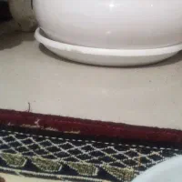 تعدادی گلدان وگل|گل و گیاه طبیعی|تهران, یافت آباد جنوبی|دیوار
