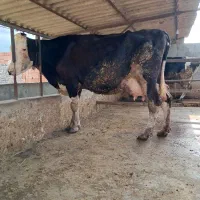 گاو شیری بدون گوساله