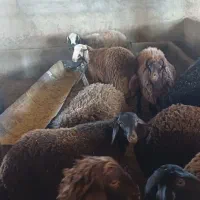 بره ماده چاق