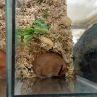 همستر|موش و خرگوش|مشهد, بهاران|دیوار