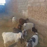 بره و بزغاله ماده چاق