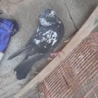 شیخ نر فرکن