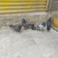 کبوتر صدا کن قیمت ۱۶۰۰