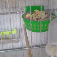 قناری رسمی بلند