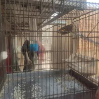 سهره قناری با قفس|پرنده|تهران, شکوفه (عبدل آباد)|دیوار