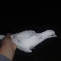 پرنده‌ی  پرشی