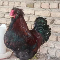 فروش خروس|حیوانات مزرعه|پیشوا, |دیوار