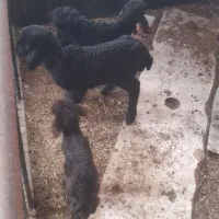 بره شیری افشاری