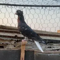 رنگی و شهری زرنگ|پرنده|اهرم, |دیوار