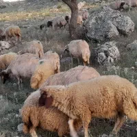 بنام خدا.میش وبره کردی نژاد اصل سنجابی.۷۰راس