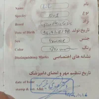 سگ فنجونی|سگ|پاکدشت, پاکدشت (مامازند)|دیوار