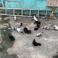 فروش تعدادی کبوتر.
