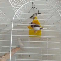 فنچ بنگالی|پرنده|فردیس, شهرک شهید حسینی|دیوار