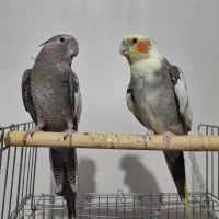 عروس هلندی جفت مولد