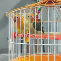 توطی کوتوله برزیل