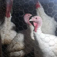بوقلمو گوشتی